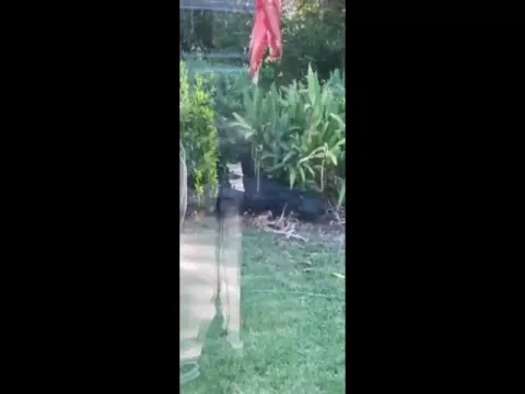 Angry Alligator Wreaks Havoc In Family's Backyard