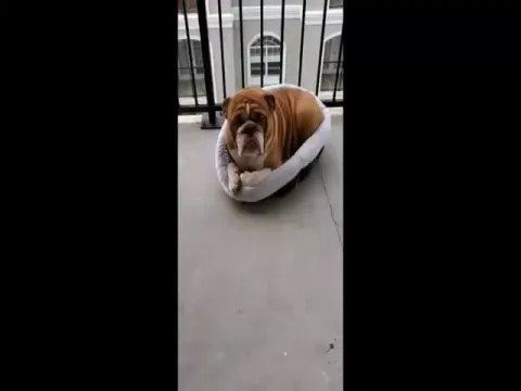 Lockdown: Bulldog Sadness Video Leaves Internet Heartbroken