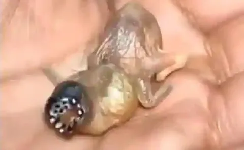 Unknown Alien Spawn Looking Like Bird