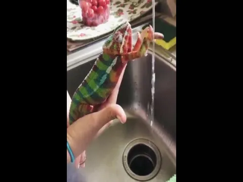 Chameleon Cleans His Hands Viral Video