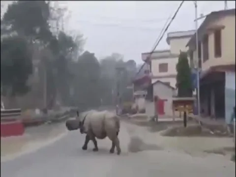 Rhinoceros try to hits a man who breaks lock down in Nepal