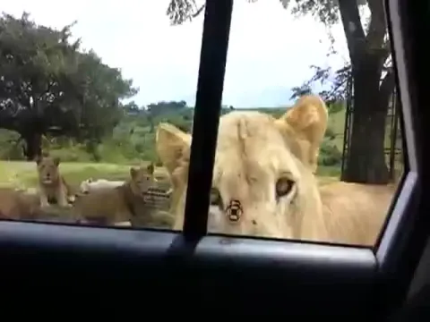 Viral Video Of Lioness Opens Safari Car Door With Her Teeth