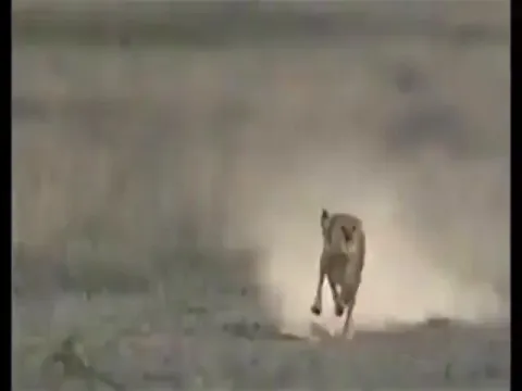 Watch Viral Video How Cheetah Chases Gazelle