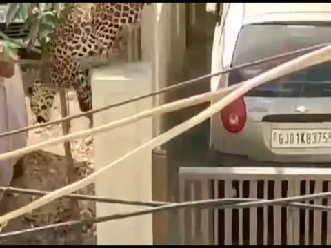 Viral Video Of Leopard Enters Residential Area Creates Panic In Gujarat