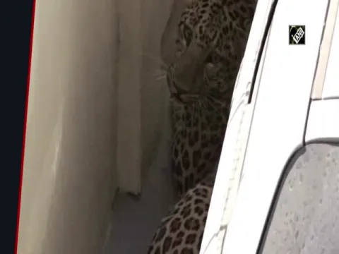 Leopard Enters Residential Area Creates Panic In Gujarat Video Gone Viral