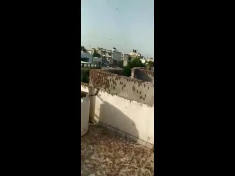 Locust Swarms On Jaipur Terrace Viral Video
