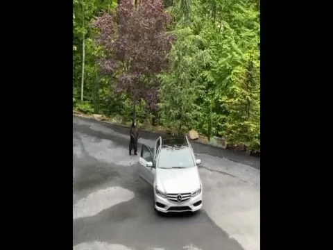 Bear Tries To Get Into Car Video Gone Viral In Social Media