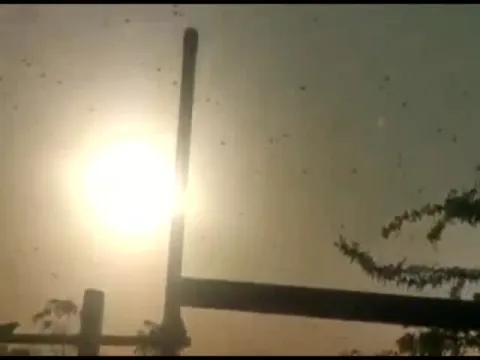 Jhansi Preps Chemical Spray To Hit 3-Km-Long Locust Swarm
