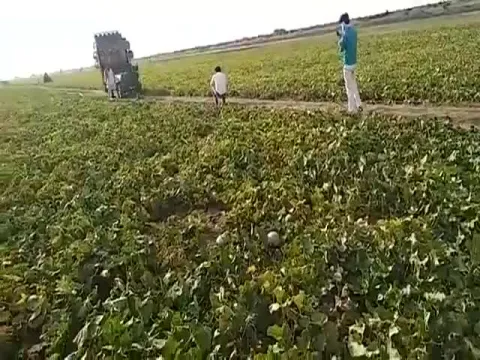  DJ setup in Uttar Pradesh to fight locust invasion