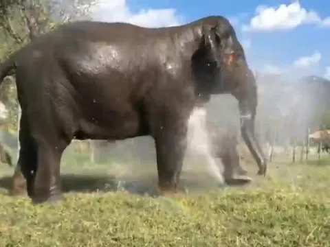 Elephants enjoying evening bath goes viral