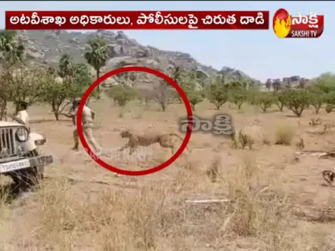 Leopard Hulchul In Nalgonda District Marriguda