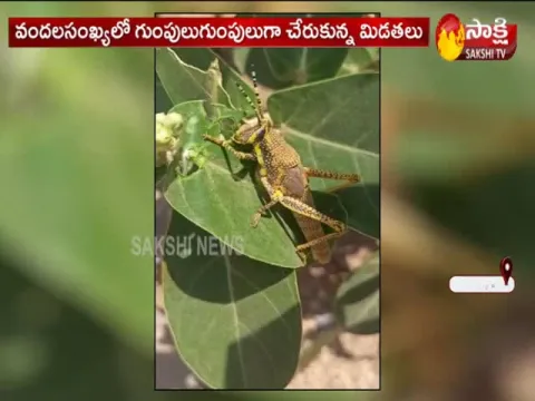Locust Entered Into Rayadurgam Anantapur District