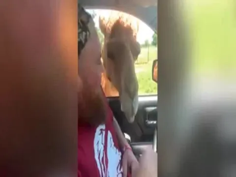 Camel Raids Family Car And Snatches Cup From Girl