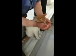 Man helps cat drink water from tap 