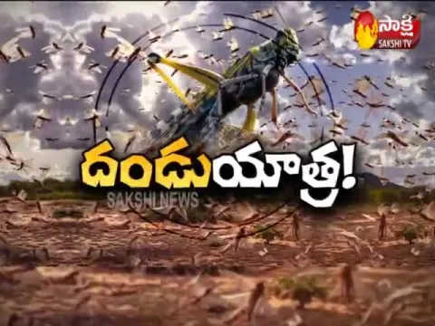 Magazine Story On Locust Attack