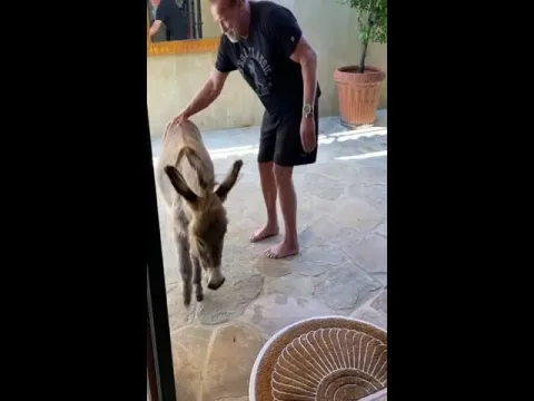 Arnold Schwarzenegger Workout With Donkey Lulu Viral Video