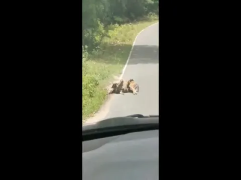 Python Strangling Deer In Thailand Viral Video