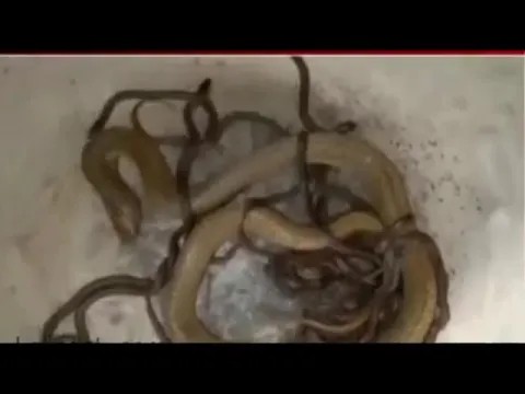 43 Cobra Rescued from House In Odisha Viral Video
