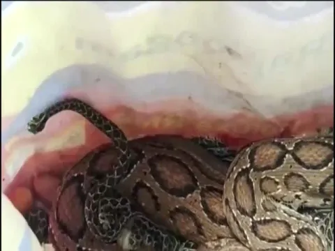 Deadly snake venomous viper produces 36 babies in bothroom Video