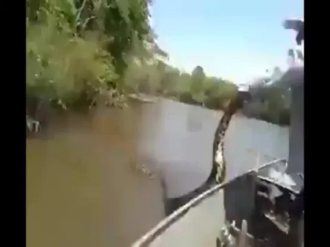 Man Trying To Pull Anaconda In Brazil Video Gone Viral