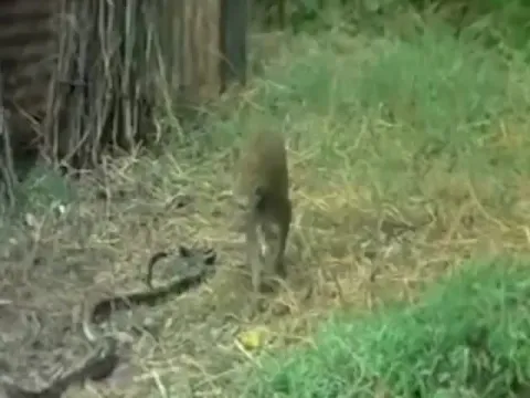 Monkey And King Cobra Caught Intense Battle