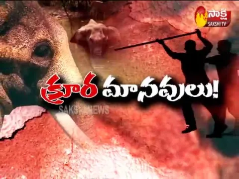 Magazine Story On Elephants