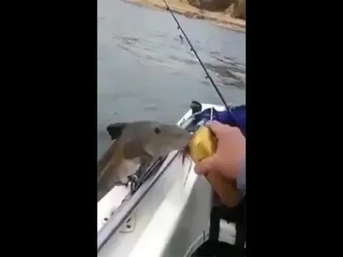 Fish Drink Beer In Boat Video Gone Viral