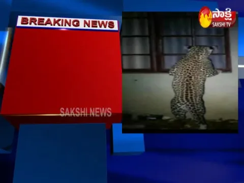 Leopard Caught On Camera at Agricultural University Premises In Rajendra Nagar