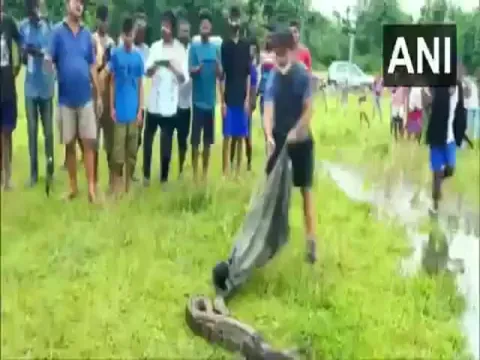 Burmese Python Rescued In Assam Video