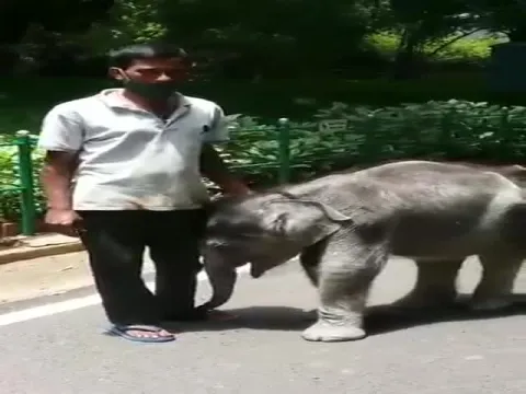Baby Elephant Vedavathi Runs Behind Her Keeper Somu In Mysore Zoo Viral Video