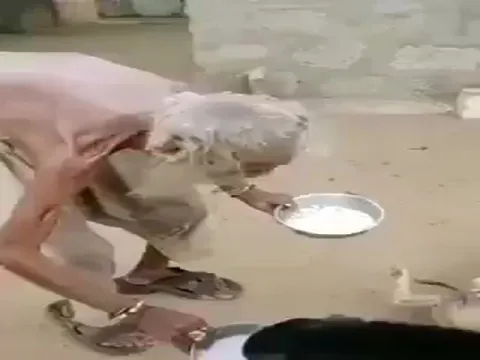 Beggar Feeds Street Dogs From His Plate Video Gone Viral