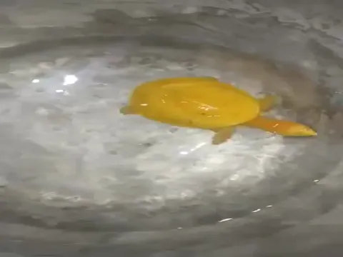 Yellow Turtle Spotted In Odisha's Balasore District Video Gone Viral