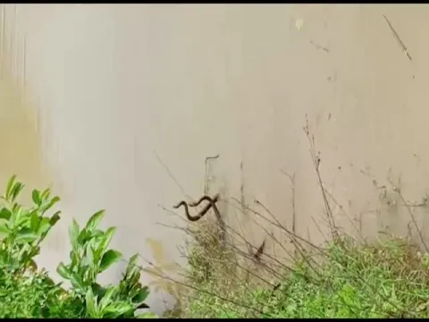 Two Cobras Dancing Viral Video