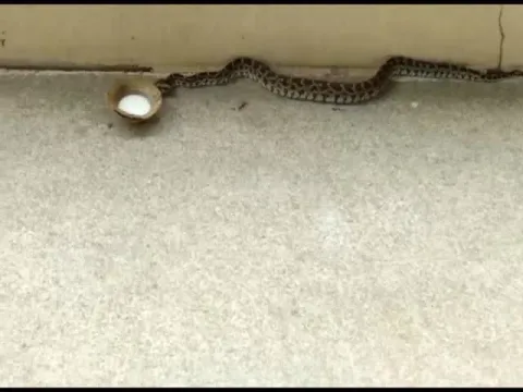 Python Entered In Basara Saraswati Temple Video Gone Viral