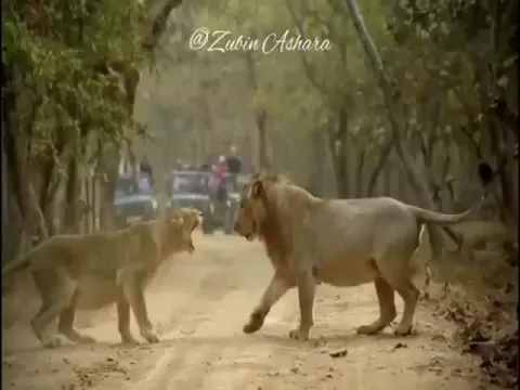 Fight Between Lion, Lioness Gives Best Husband Wife Jokes Video Gone Viral