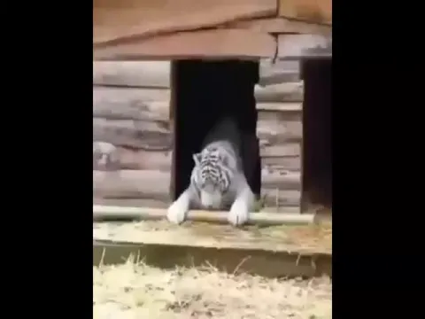 Curious Tiger On Twitter Video Gone Viral