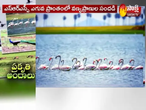 Beautiful Nature Attracting Tourists In Godavari River