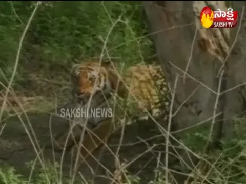 Royal Bengal tiger dies of heart failure in zoo 