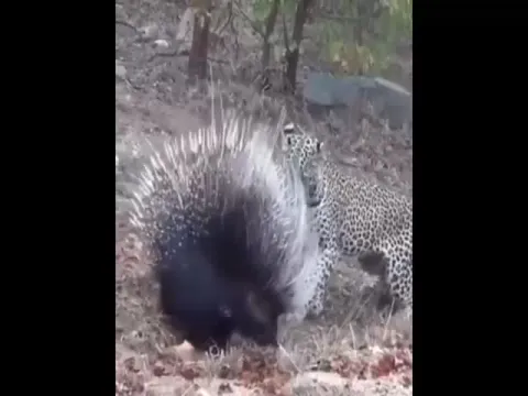 Viral Video: Cheetah Fights Intense Battle