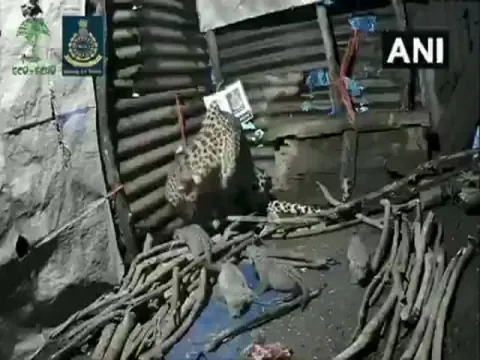 Leopardess Gives Birth Inside Hut In Nashik Video Gone Viral