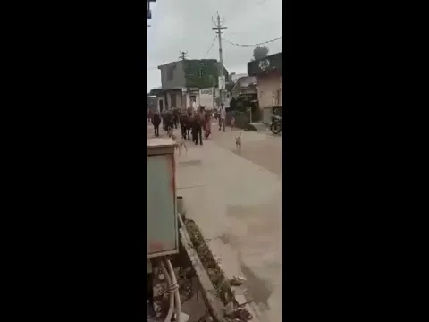Viral Video: Dog Ride On Buffalo 