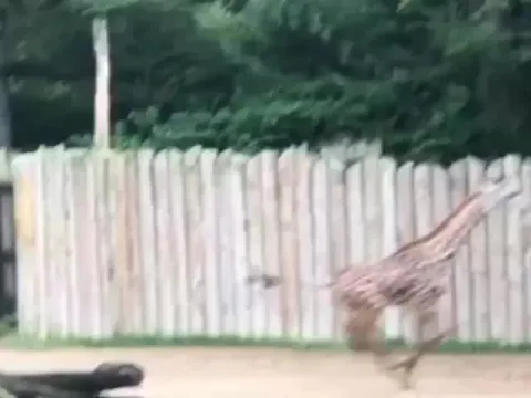 Baby Giraffe Runs Around Video Gone Viral