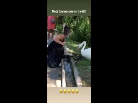 Viral Video: Swan Teaches Woman To Wear A Mask Properly