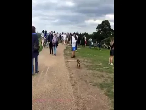 Social Distancing Of Dog Twitter Video Gone Viral 