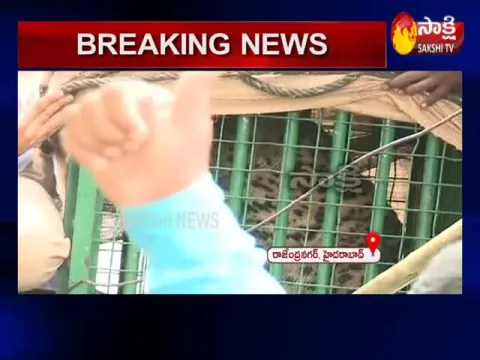 Leopard At Rajendra Nagar In Hyderabad