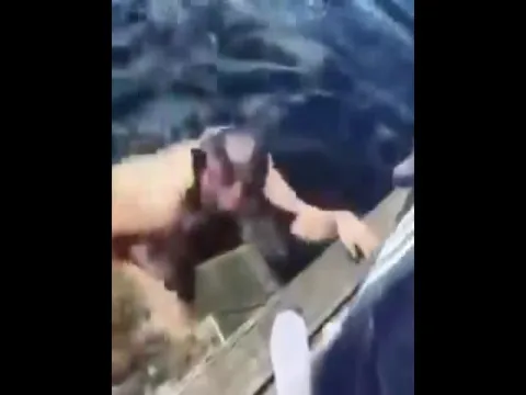 Viral Video Of Alligator Attacks Man Swimming 