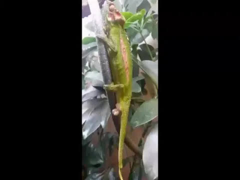Chameleon Video Gone Viral On Social Media