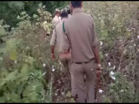  Tiger Attack In Asifabad District