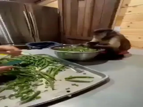 Viral Video: Monkey Helps Woman In Cutting Vegetables