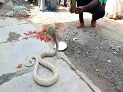 Rare White Snake Darshan On Shivaratri Day